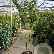 Acer pal. 'Silhouette' 150-175 cm 35L najaarspotting