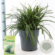 Carex morrowii 'Irish Green' 30-40 cm 6,5L