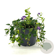 Vinca minor 'Atropurpurea' GM 2,0L