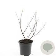 Spiraea betulifolia 'Island' GM C1.3