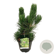 Pinus heldreichii 'Satellit' 50-60 cm 15L