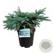 Picea pungens 'Karpaten' 50-60 cm 15L