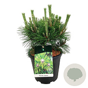 Pinus thunbergii 'Sayonara' 30-40 cm 15L