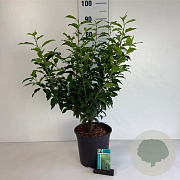 Prunus l. 'Angustifolia' 60-80 cm 6L