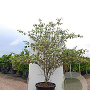Cornus alternifolia 'Silver Giant' 175-200 cm cont. 80L