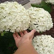 Hydrangea a. 'Bounty' 40-50 cm 3,0L