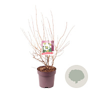 Viburnum plic. 'Mariesii' 40-50 cm 10L