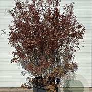 Acer 'Ample Surprise' 175-200 cm container