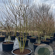 Acer campestre 300-350 cm cont. 285L meerstammig