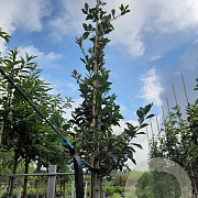 Crataegus lavalleei 'Carrierei' 12-14 HO container