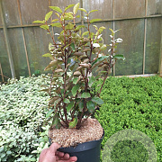Elaeagnus ebb. 'Compacta' 40-50 cm 5,0L