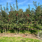 Malus 'Red Sentinel' 200-250 cm draadkluit meerstammig