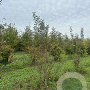 Malus 'Red Sentinel' 200-250 cm draadkluit meerstammig
