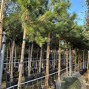 Pinus sylvestris 12-14 HO container 180 cm stam lei 150x150