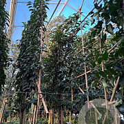 Prunus l. 'Angustifolia' 10-12 HO container 190STAM