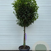 Prunus l. 'Angustifolia' 80HA container extra