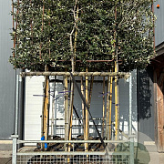 Quercus ilex 10-12 HO container 170 cm stam lei 125x150