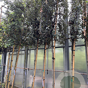 Quercus ilex 12-14 HO container 200 cm stam lei 150x150