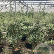 Quercus ilex 125-150 cm container meerstammig