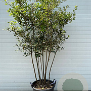 Quercus ilex 150-200 cm 50L meerstammig