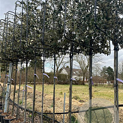 Quercus ilex 8-10 HO container 180 cm stam lei 120x120