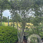 Quercus ilex GM 50L meerstammig