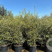 Quercus suber GM cont. 65L meerstammig