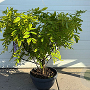 Wisteria sinensis 'Prolific' 50-60 cm container