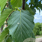 Betula albosin. 'Fascination' 12-14 cm Cocoskluit