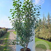 Betula albosin. 'Fascination' 200-250 cm container meerstammig extra