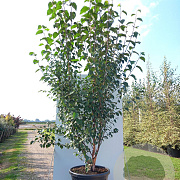 Betula albosin. 'Fascination' 250-300 cm container meerstammig