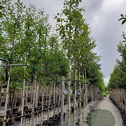 Betula utilis 'Doorenbos' 12-14 HO container