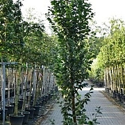 Carpinus bet. 'Lucas' 8-10 HO container geveerd