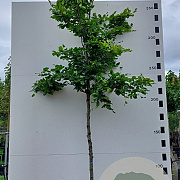 Fagus sylvatica 10-12 HO container