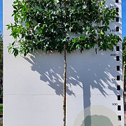 Liquidambar styraciflua 10-12 HO container 180 cm stam leiboom