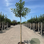 Malus d. 'Elstar' 12-14 HO container