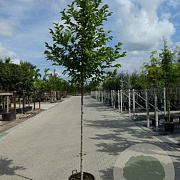 Magnolia kobus 7-9 cm container