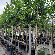 Malus 'Red Sentinel' 8-10 HO container
