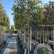 Photinia fraseri 'Red Robin' 10-12 HO container 180 cm stam leiboom