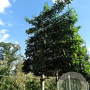 Prunus lusitanica 'Brenelia' 16-18 HO container 180 cm stam leiboom