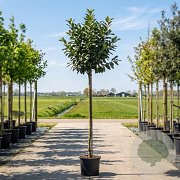 Prunus l. Etna 120 cm stam container