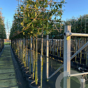 Prunus l. 'Novita' 10-12 HO container 180 cm stam leiboom