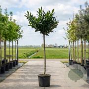 Prunus l. 'Otto Luyken' 120 cm stam container