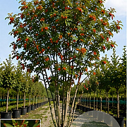 Sorbus aucuparia 300-350 cm container meerstammig
