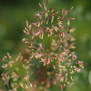 Agrostis capillaris GM zaad KG