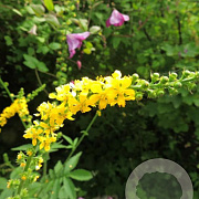 Agrimonia procera GM zaad KG
