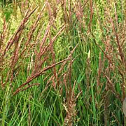 Agrostis stolonifera GM zaad KG