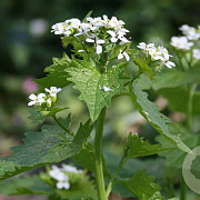 Alliaria petiolata GM zaad KG