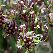 Allium scorodoprasum GM zaad KG