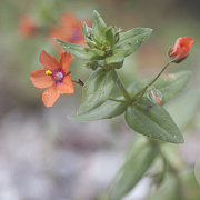 Anagallis arvensis GM zaad 100 gram